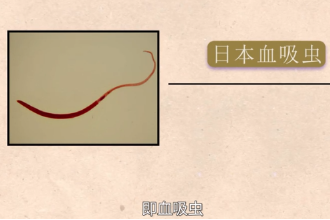 帶您了解復(fù)殖目裂體科動(dòng)物日本血吸蟲