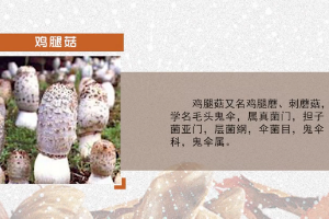 <em>微</em><em>課</em>：<em>園藝</em><em>技術(shù)</em><em>專業(yè)</em>《<em>食用菌</em><em>生產(chǎn)技術(shù)</em>—<em>雞腿菇</em>出菇管理》
