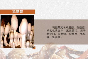 <em>微</em><em>課</em>：<em>園藝</em><em>技術(shù)</em><em>專業(yè)</em>《<em>食用菌</em><em>生產(chǎn)技術(shù)</em>—<em>雞腿菇</em>菌種培養(yǎng)》