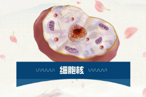 一分鐘了解<em>細(xì)胞</em>核