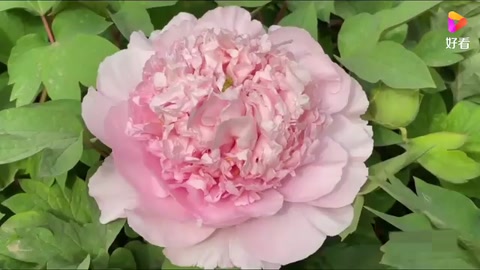 牡丹<em>的</em>象征意義和精神