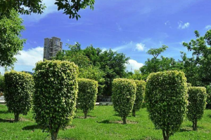 <em>課程標(biāo)準(zhǔn)</em>：<em>園林</em><em>技術(shù)</em><em>專業(yè)</em>《<em>園林</em>樹木》<em>課程標(biāo)準(zhǔn)</em>