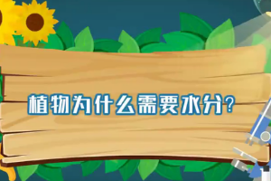 植物為什么需要水分？