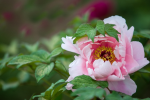 <em>園林</em><em>工程技術(shù)</em>、<em>園林</em>技術(shù)<em>專業(yè)</em>：《<em>園林</em><em>花卉</em>—露地宿根<em>花卉</em>—牡丹》<em>課程</em><em>思</em><em>政</em><em>課堂教學</em><em>設計</em>
