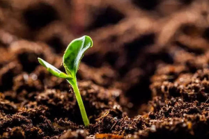 作物生產(chǎn)<em>與</em>經(jīng)營管理、園藝<em>技術(shù)</em>、中草藥栽培<em>與</em>加工<em>技術(shù)</em><em>專業(yè)</em>：《<em>土壤</em><em>肥料</em>—<em>土壤</em>酸堿性的鑒別<em>與</em>改良》<em>課程</em><em>思</em><em>政</em><em>課堂教學</em><em>設(shè)計</em>