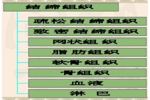 <em>課件</em>：<em>中</em><em>獸醫(yī)</em><em>專業(yè)</em>《<em>動物解剖</em><em>生理</em>—結(jié)締<em>組織</em>》