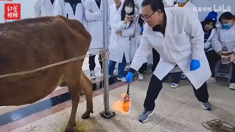 中<em>獸醫(yī)</em>老師用火燒牛背 學生：這是給動物做 “保健”
