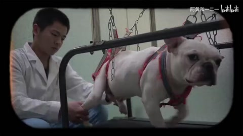 中<em>獸醫(yī)</em>：西醫(yī)沒讓它站起來，我做到了！