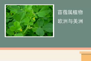 苜蓿草：一種優(yōu)良的<em>飼草</em>資源