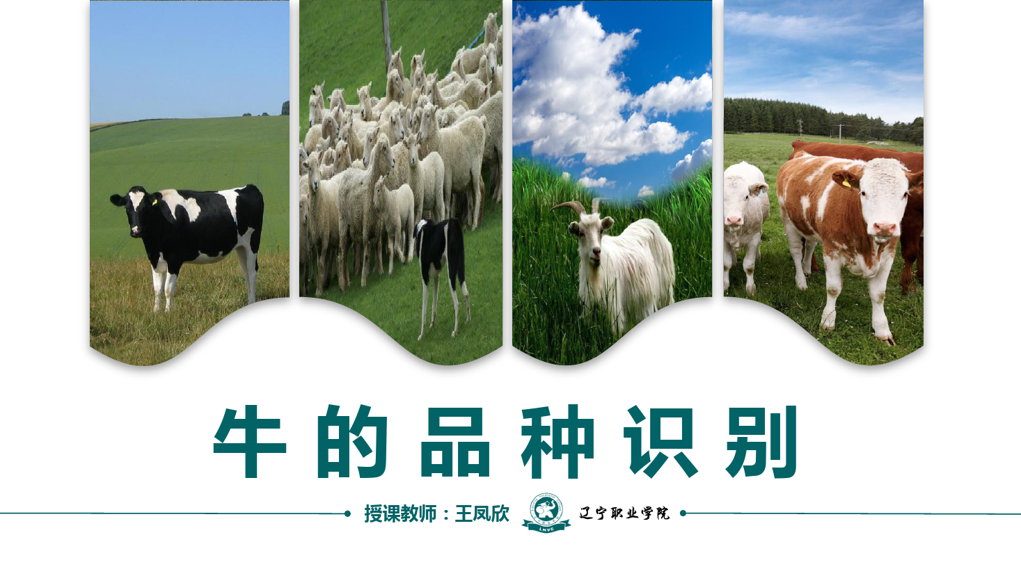 課件：畜牧獸醫專業《牛羊生產技術—牛的品種識別》