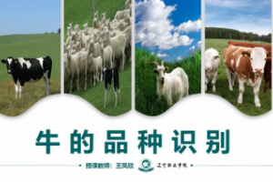 微課：畜牧獸醫專業《牛羊生產技術—牛的品種識別》