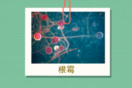 原來根霉長這樣