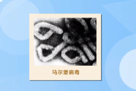 <em>一分鐘</em><em>了解</em>馬爾堡<em>病毒</em>（致命性動物<em>病毒</em>）