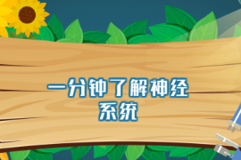 一分鐘了解<em>神經</em>系統