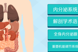 一分鐘了解內(nèi)<em>分泌</em>系統(tǒng)