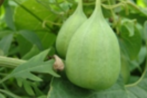 北馬兜鈴—馬兜鈴科馬兜鈴<em>屬</em><em>植物</em>