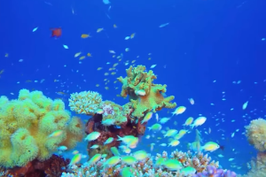 <em>塑料</em>污染與生物多樣性有何關系？“減塑撿塑”為自然