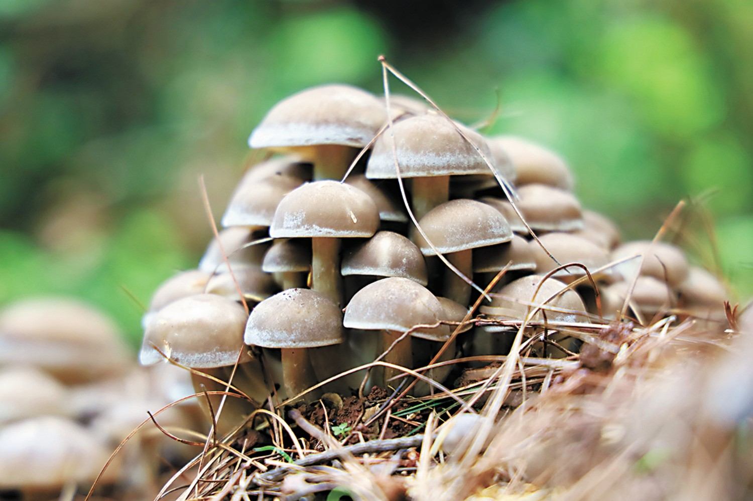林業<em>技術</em><em>專業</em>：《食用菌栽培<em>技術</em>—菌香蘊匠心—食用菌栽培中的<em>思</em><em>政</em>育人實踐》<em>課程</em><em>思</em><em>政</em><em>案例</em>