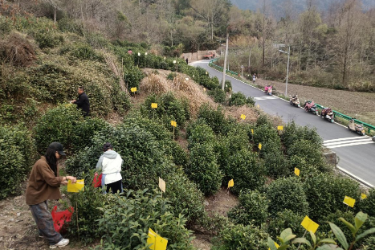 黃山黟縣：小小“黃板”護(hù)茶園 <em>綠色</em><em>防</em><em>控</em>助振興