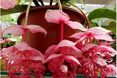 粉苞酸腳桿—野牡丹科美丁花屬植物