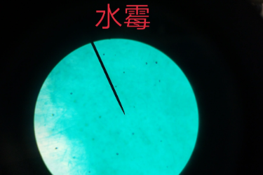 水霉——水霉<em>科</em>的一類水生<em>真菌</em>