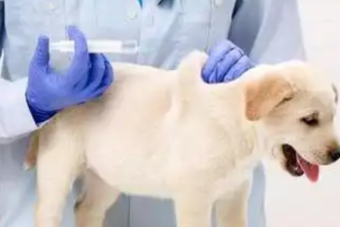 動物醫學<em>專業</em>：《動物防疫<em>與</em>檢疫技術—項目三 重大動物疫病的<em>處理</em> 模塊一 疫情報告》<em>課程</em><em>思</em>政教學<em>案例</em>