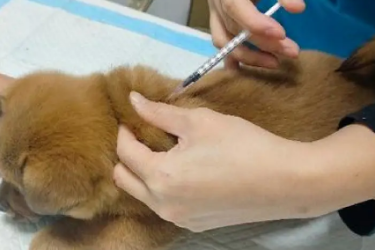 動物醫學（寵物養護與疾病防治）<em>專業</em>：《寵物疫病—犬傳染性肝炎的鑒別診斷與綜合防控》<em>課程</em><em>思</em>政教學<em>案例</em>