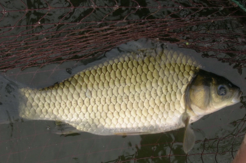 湘云鯽——脊索動物門硬骨<em>魚</em>綱<em>的</em>一種三倍體鯽魚