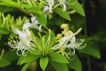 百草學堂：<em>金銀</em>花