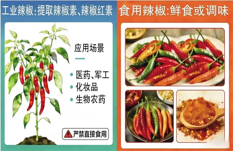 工業辣椒：能做口紅、催淚瓦斯，就是不能吃